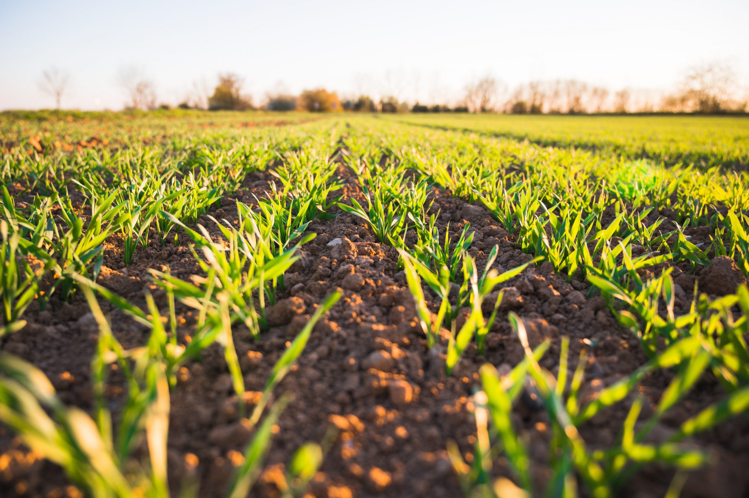 Medio centenar de empresas agroalimentarias de Castilla y León se ‘conectan’ ya a la Industria 4.0 en Atlas