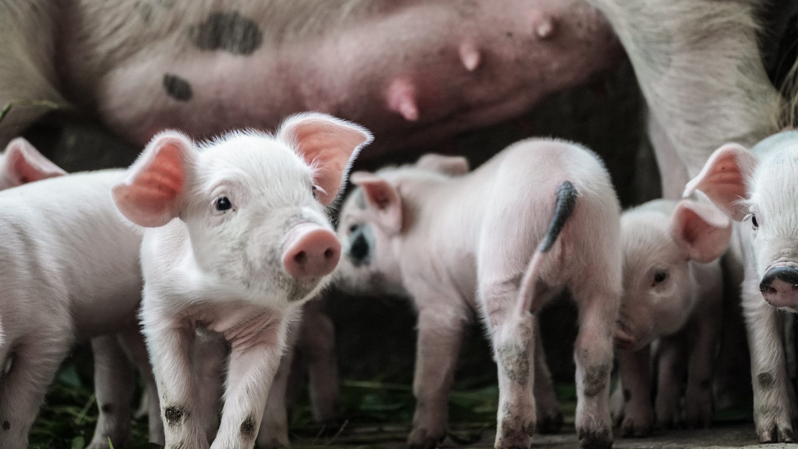 Conservantes naturales, software para venta, harina de pistacho… los retos del Proyecto VENCER de Vitartis