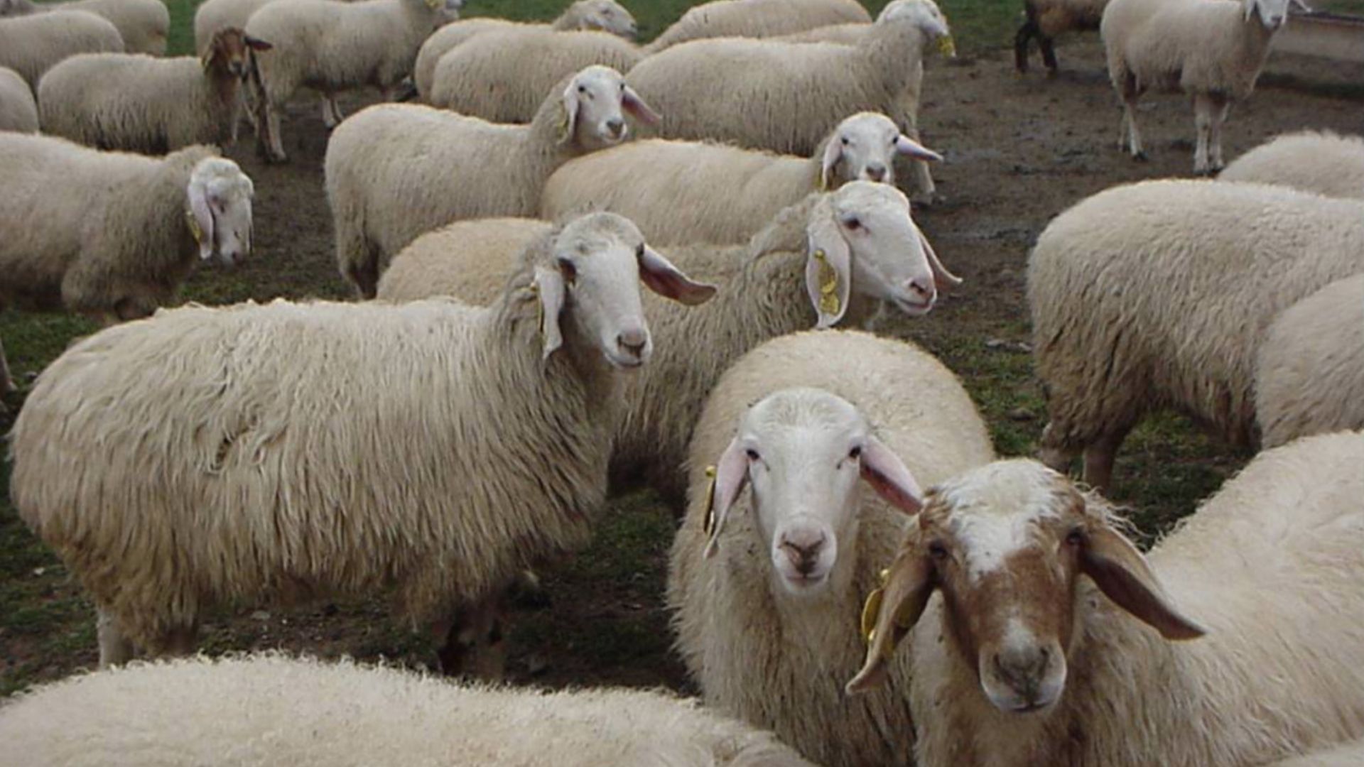 De borrar datos de aerolíneas a asegurar el pedigrí de las ovejas
