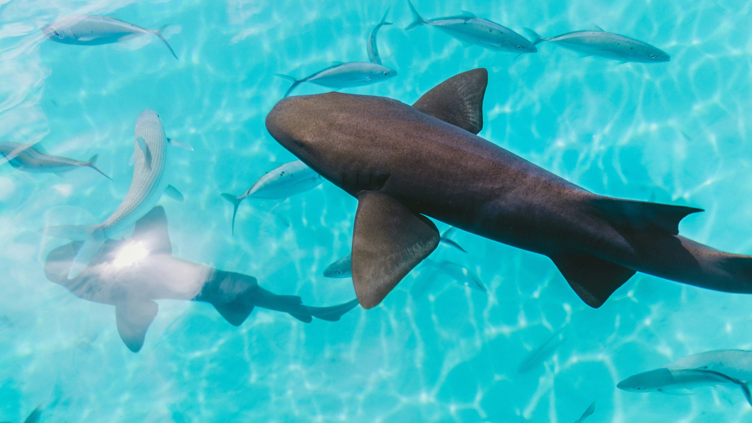 Diarrea regulatoria, una foto de 6 euros y los tiburones heridos de Musk